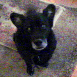 mickey